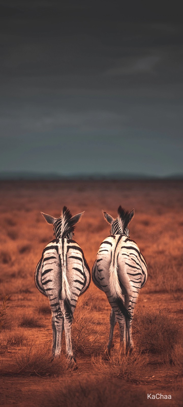 Animals