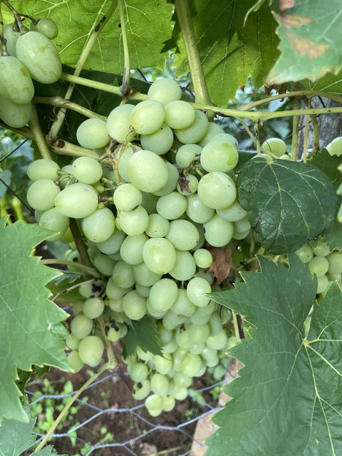 шпалери fruit, food
