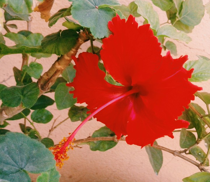 Hibiscus!