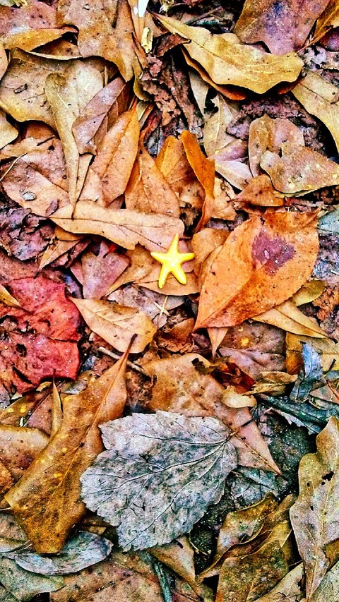 Starfish