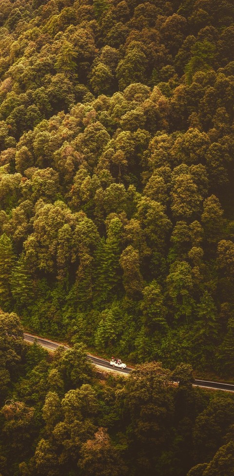 Forest