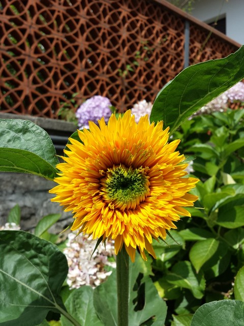 Girasole