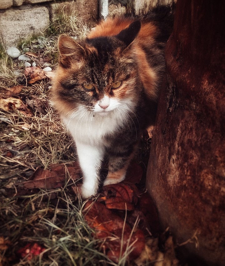 cat