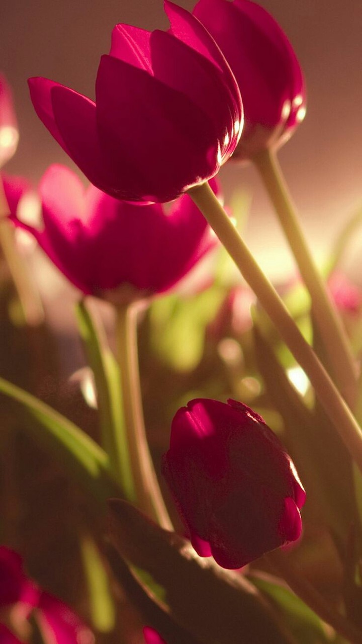 pink beauty