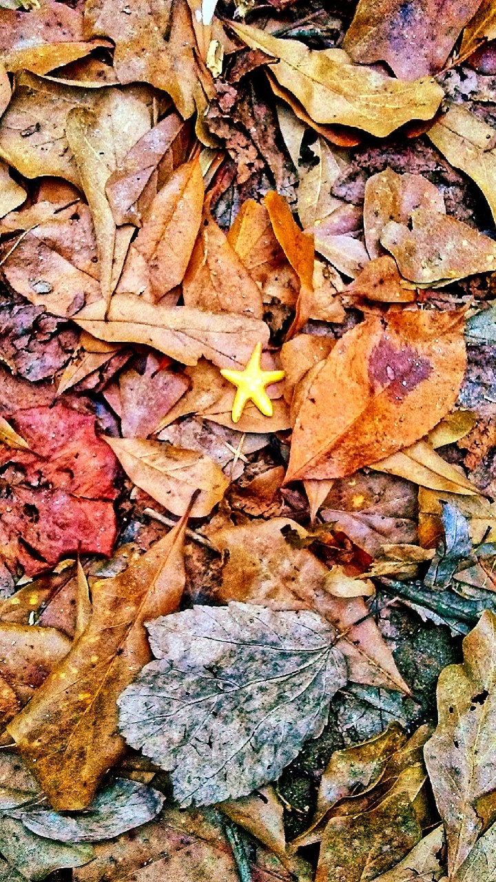 Starfish
