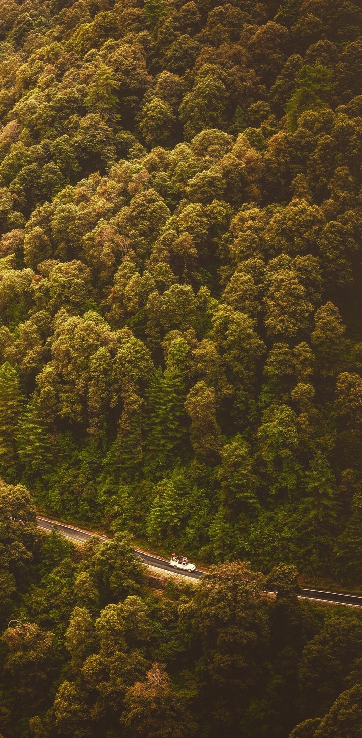 Forest
