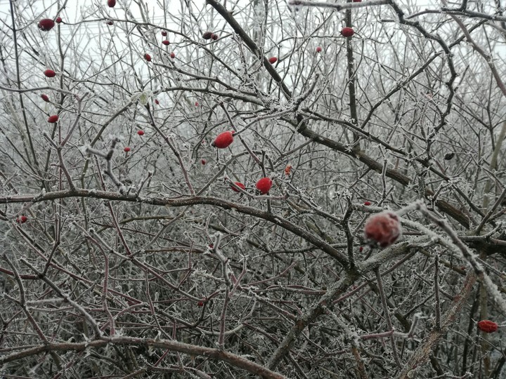 frosted cranberries❄