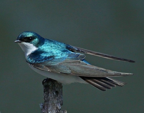 beautiful birds