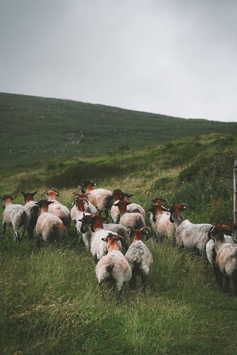 goat, caprinae duvar kağıtları