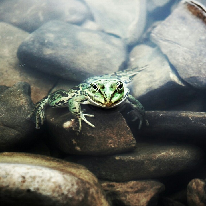 A little frog