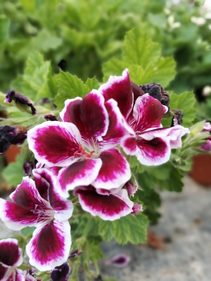 summer flowers