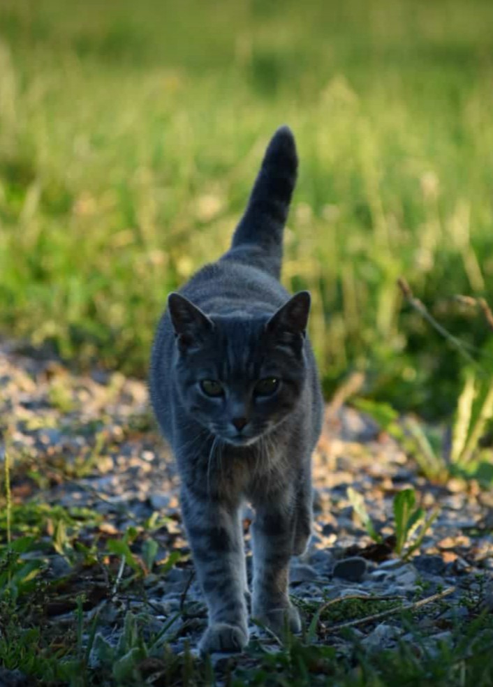 cat