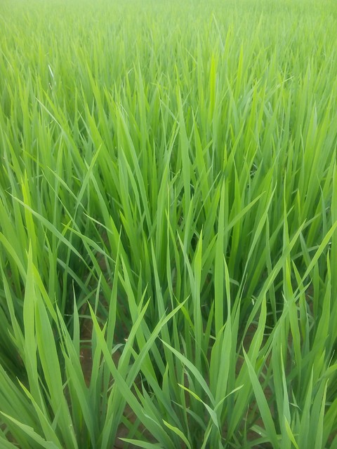 Grass Crowd...
