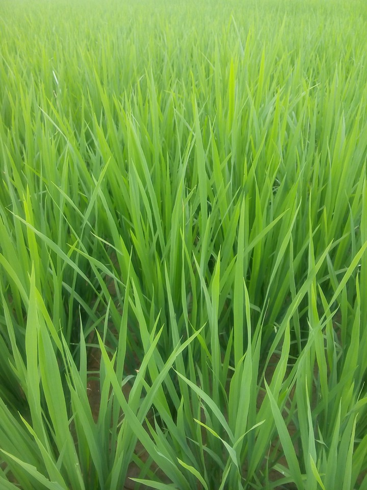 Grass Crowd...