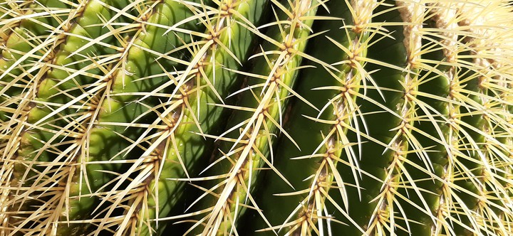 lanzarote cactus