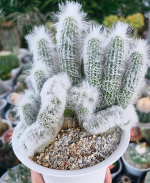 houseplant, old-man-of-the-andes वॉलपेपर