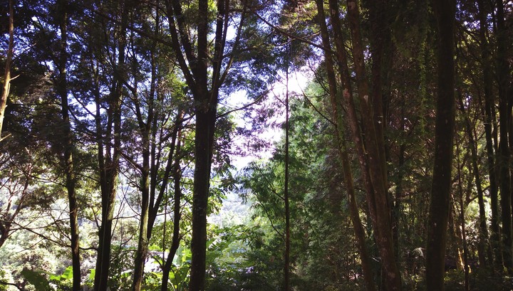 tree