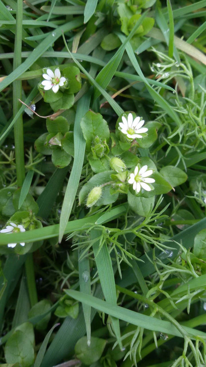 Little flowers