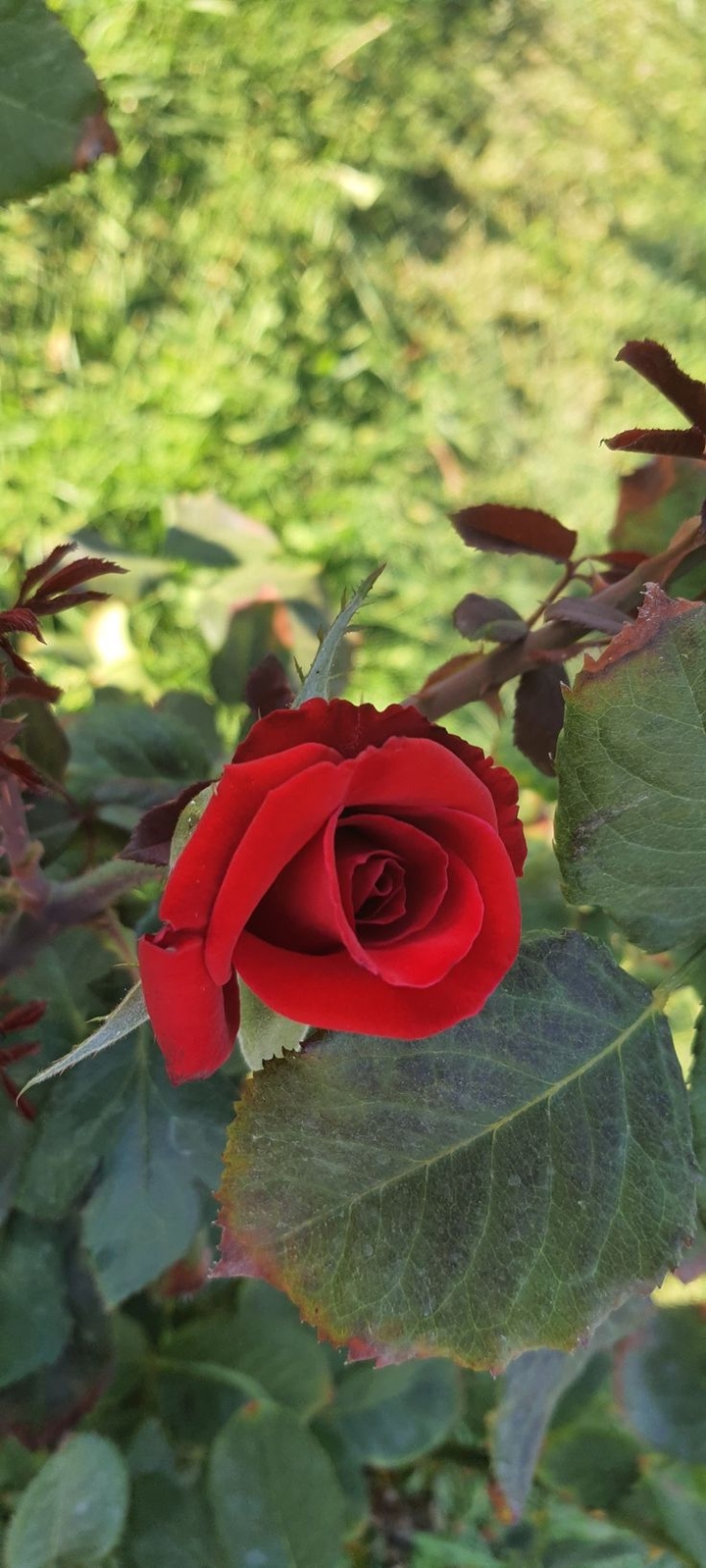 Rosebud for you!