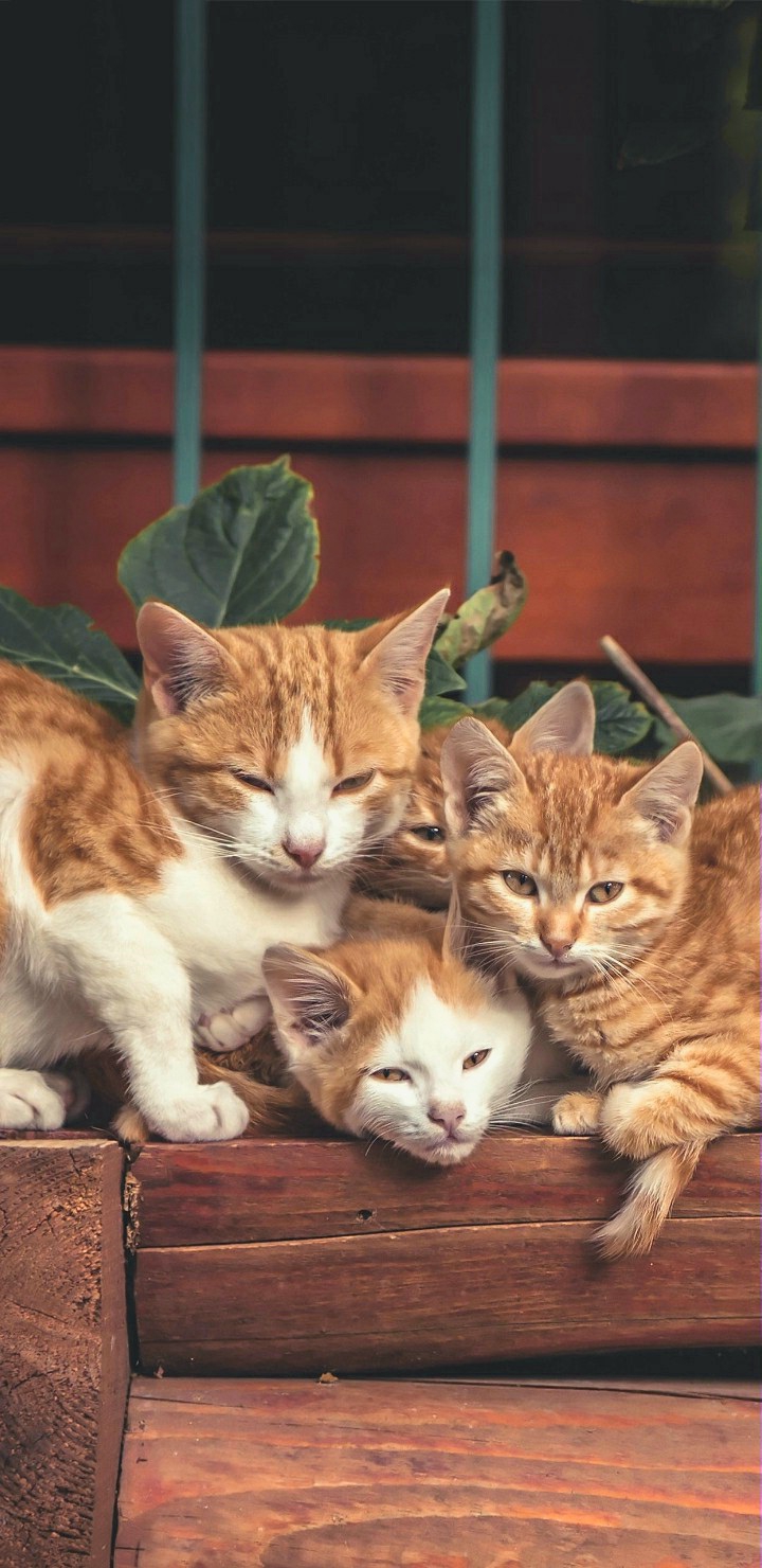 All the little cutiepies
