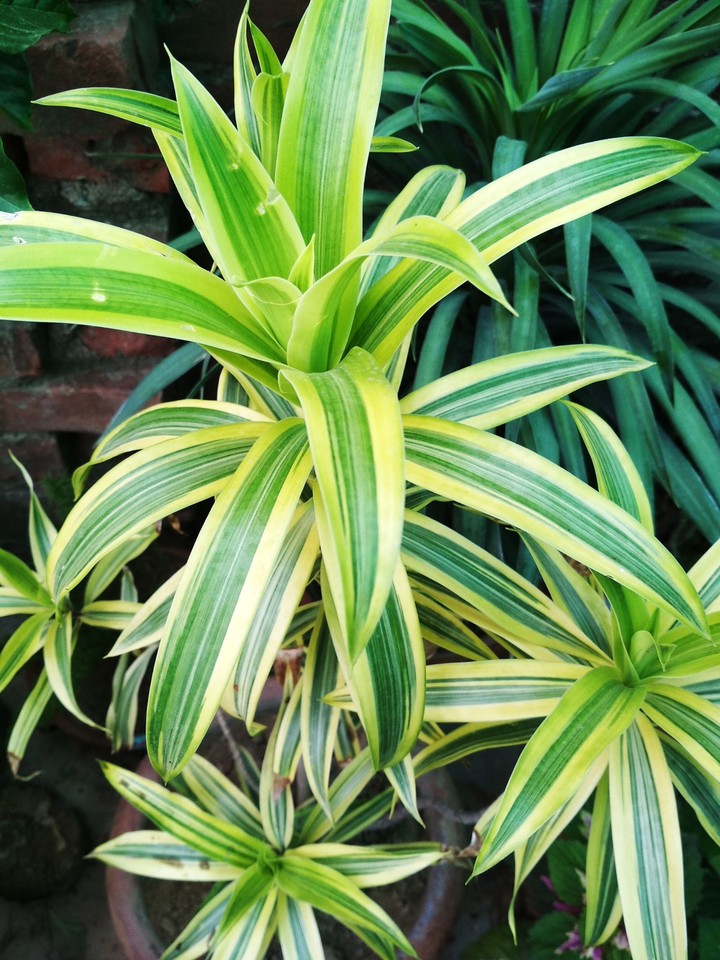 plant