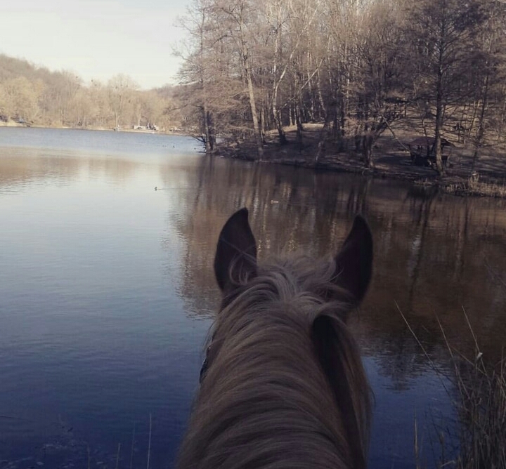 #море #лошади #horse