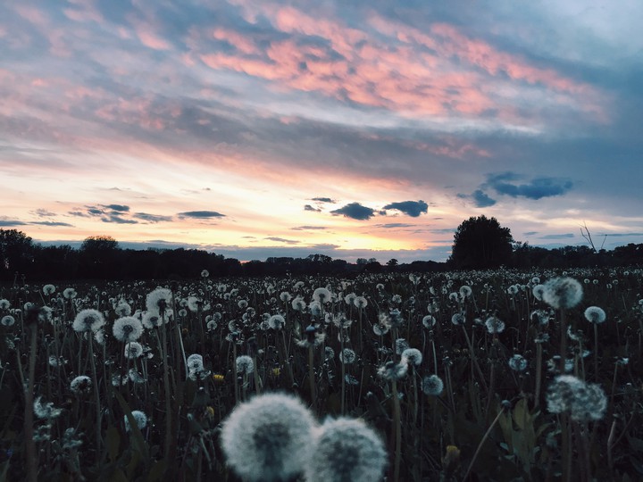 Dandelion field