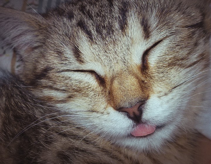 Sušenka, my cat
