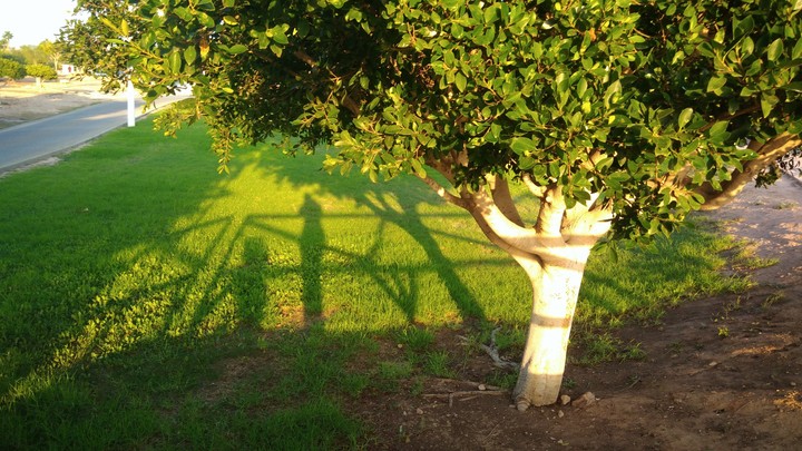shadow