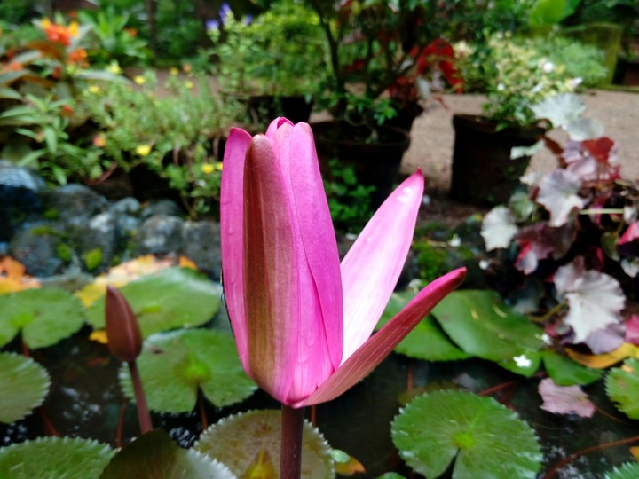 lotus