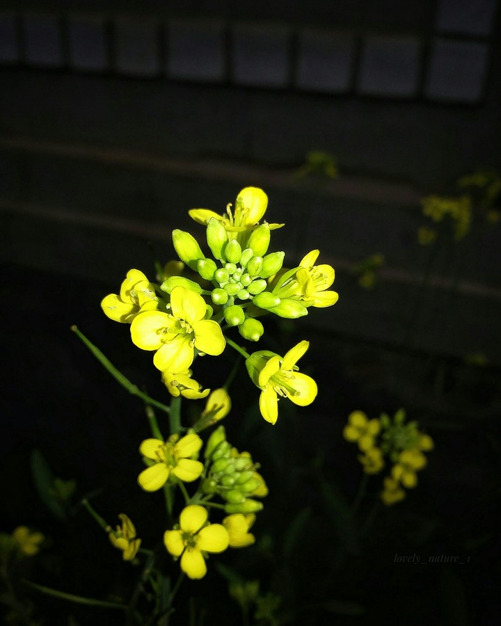 Yellow Flowers