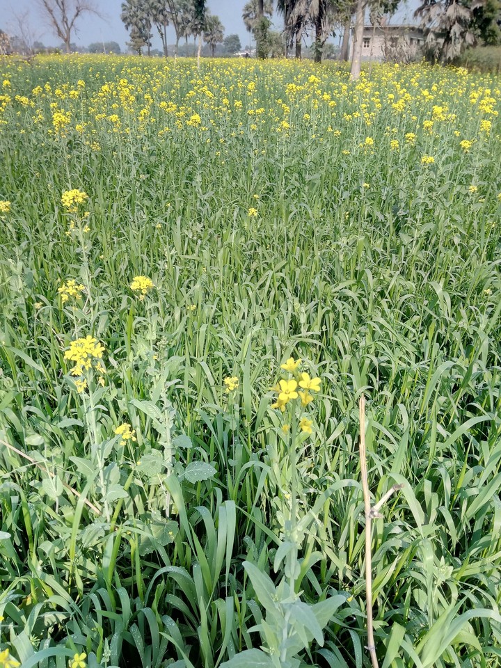 mustard flower