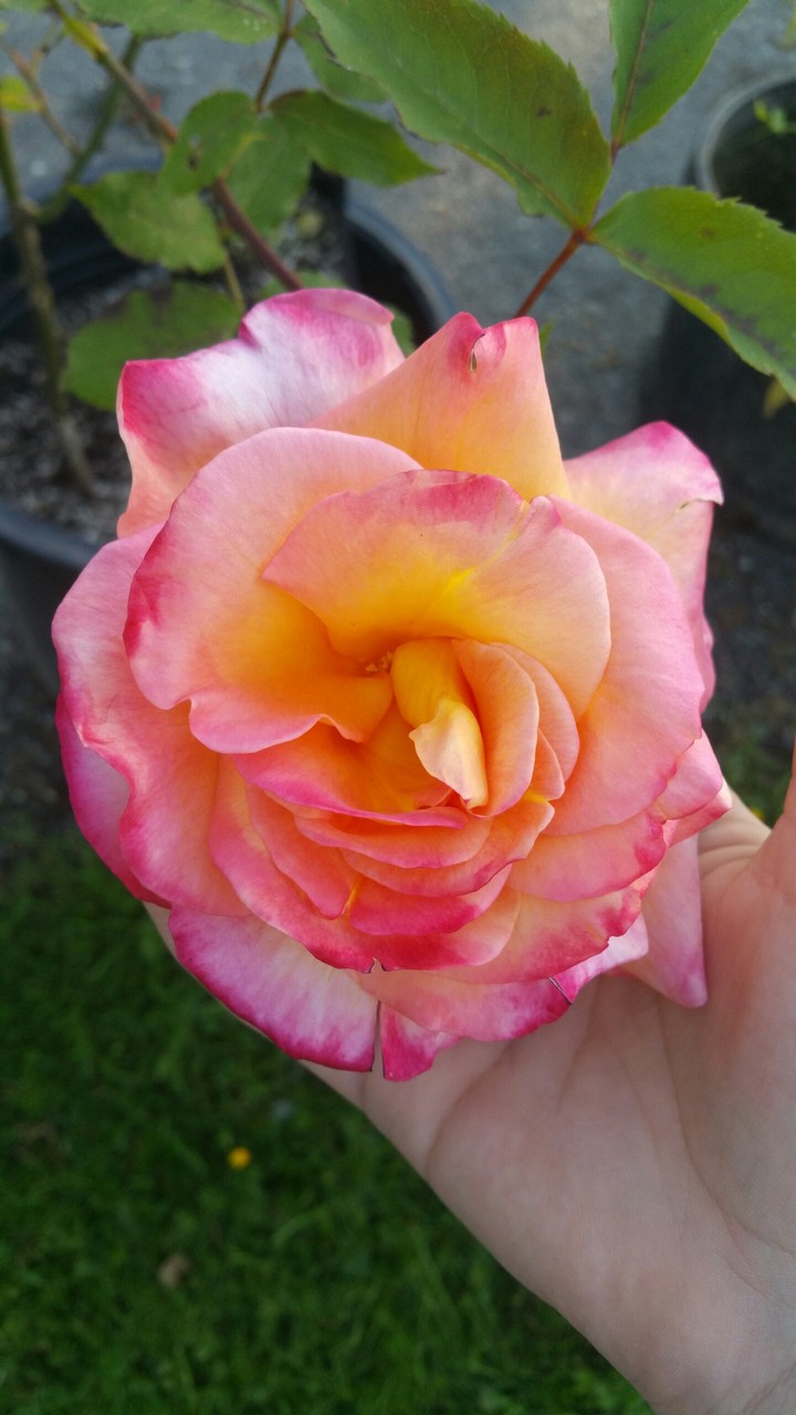 flower