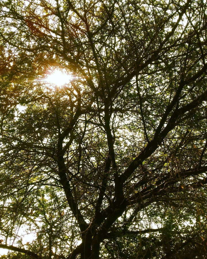 tree