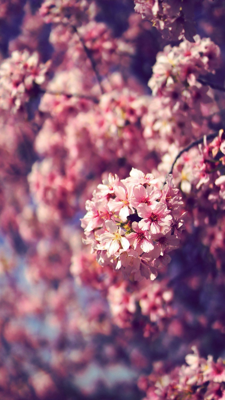 Pink jasmine