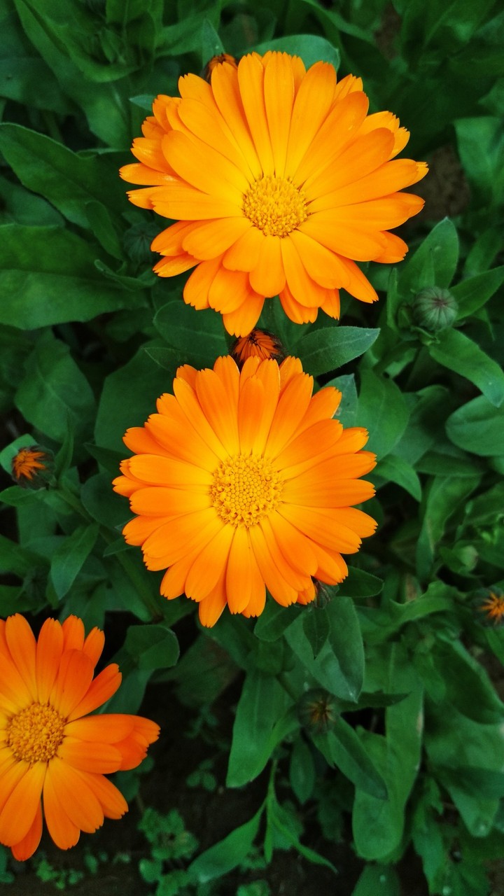 pot marigold