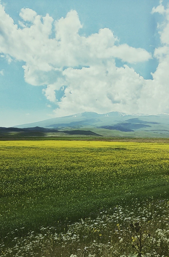 field, flowers