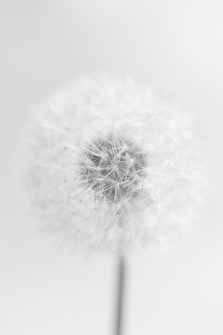 민들레