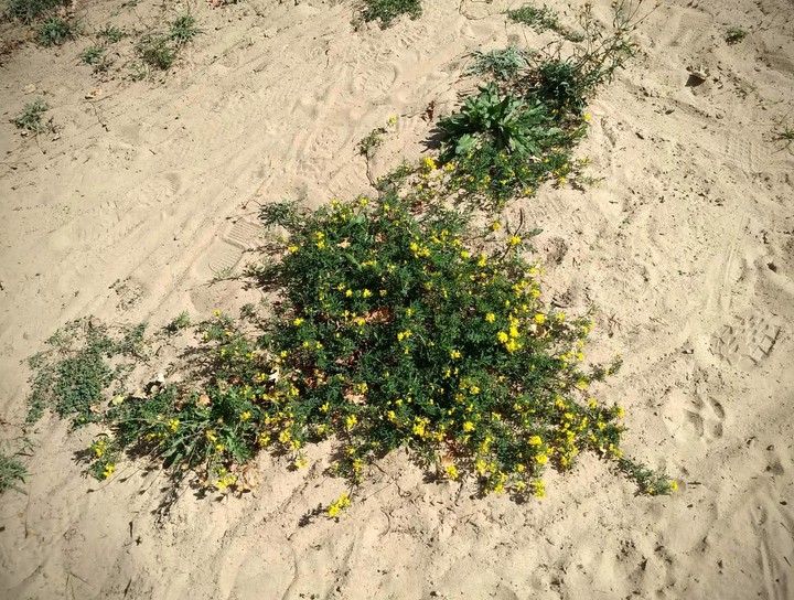 little sunshine on the sand