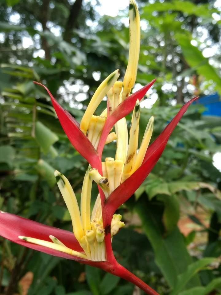 flowers