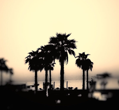 Palm Trees