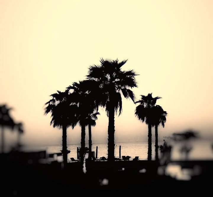 Palm Trees