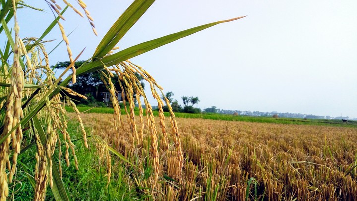 rice_plans