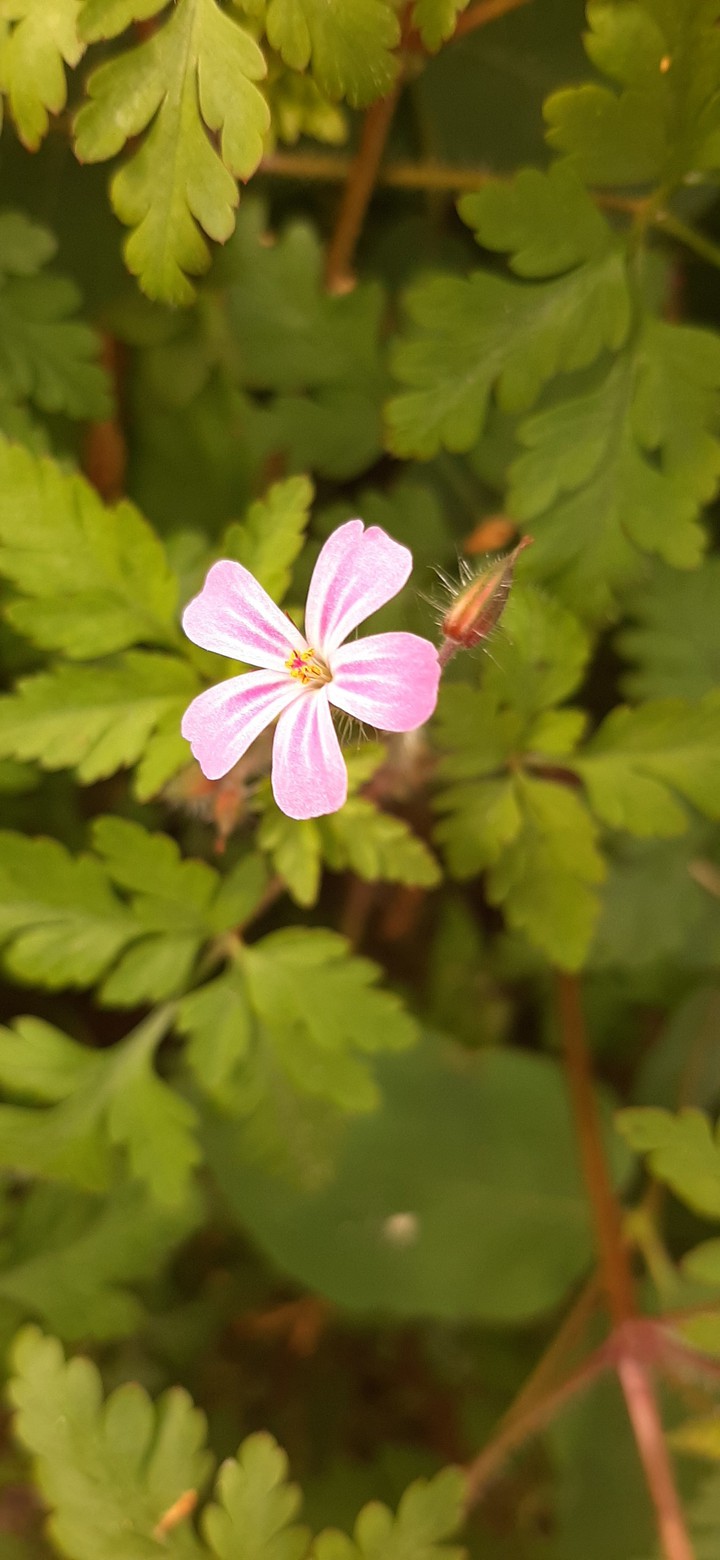 flowertie