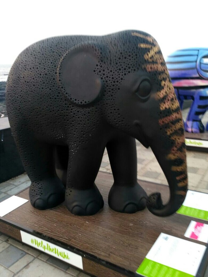 elephant