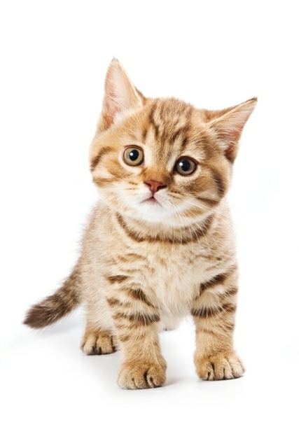cuki