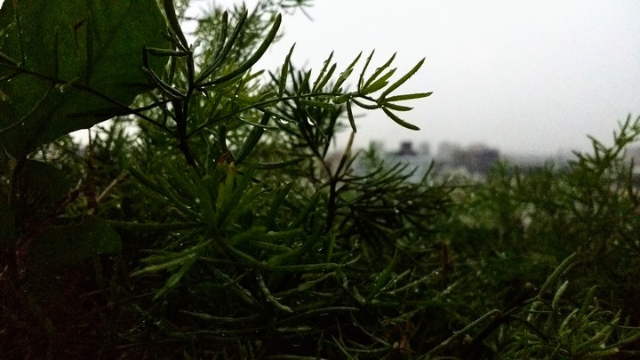 Rain Drops
