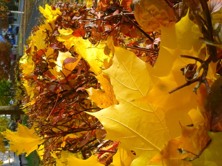 sunny autumn