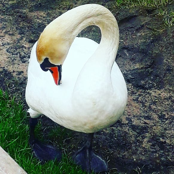 swan