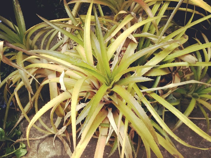 piña